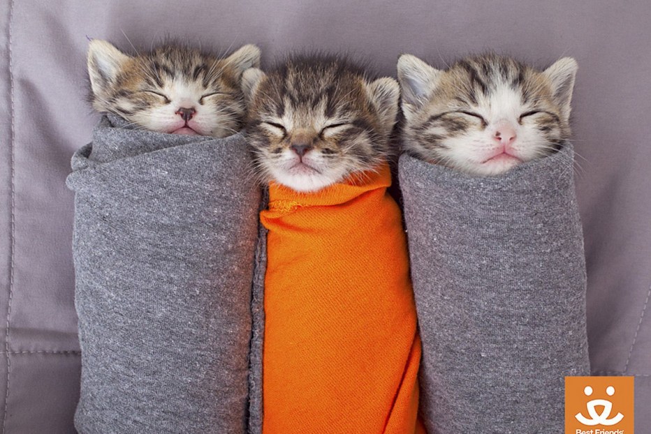 Кошки подруги