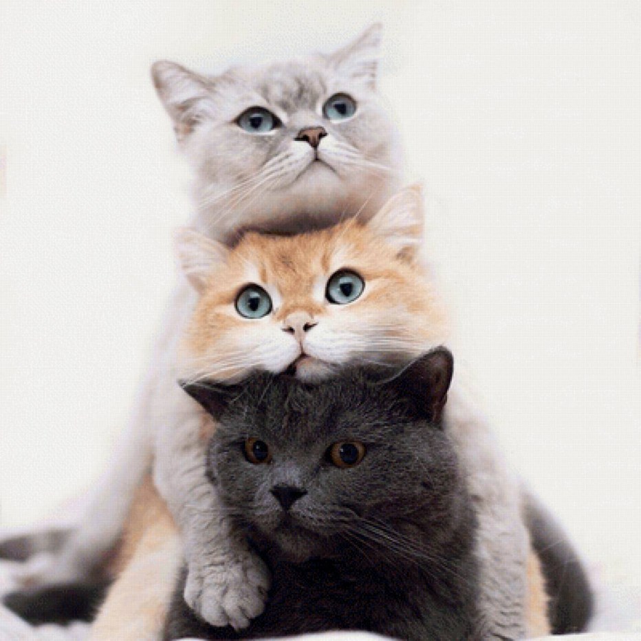 Милые кошки