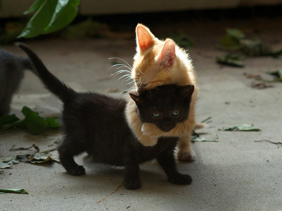 Кот обнимает