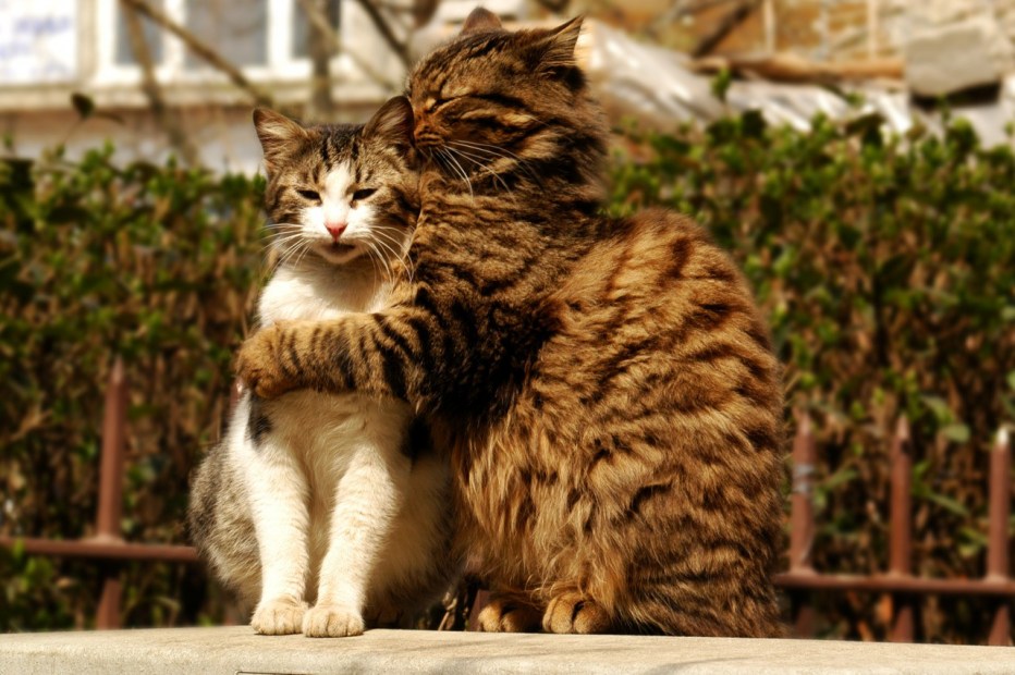 Кошки любовь