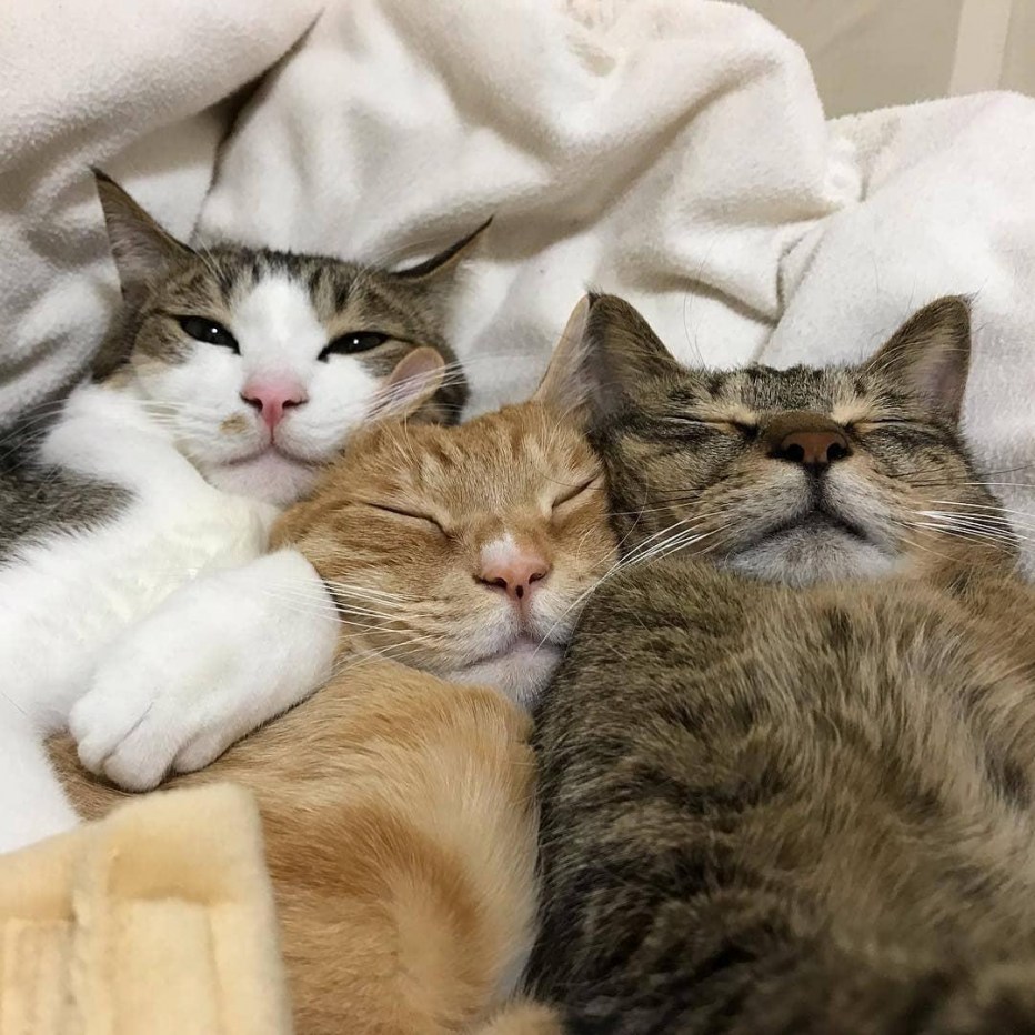 Трое котов