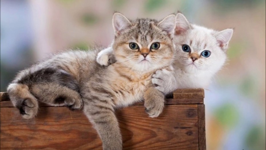 Коты друзья