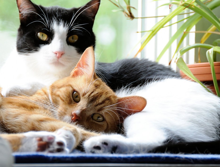 Котики вместе