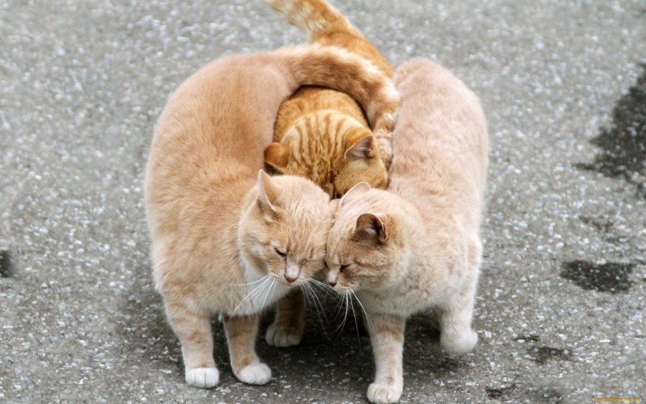 Котики дружат