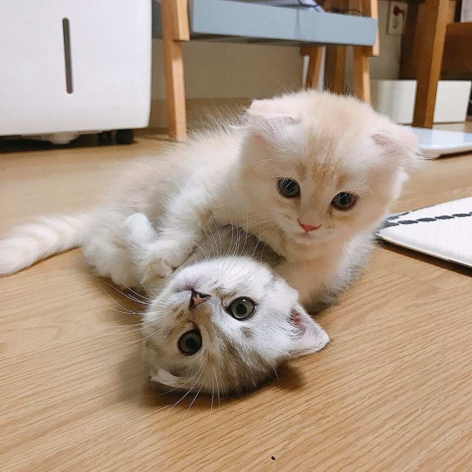 Котики лежат друг на друге
