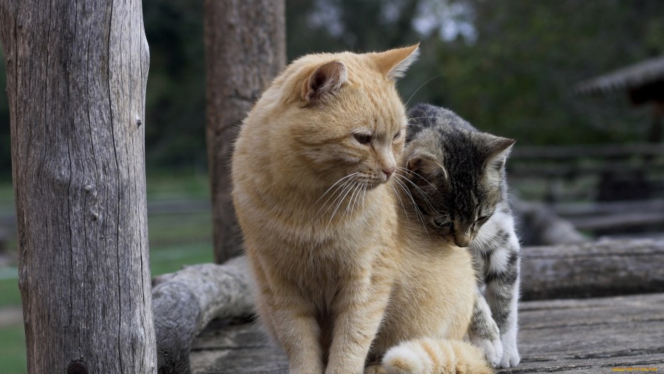 Котики обнимаются