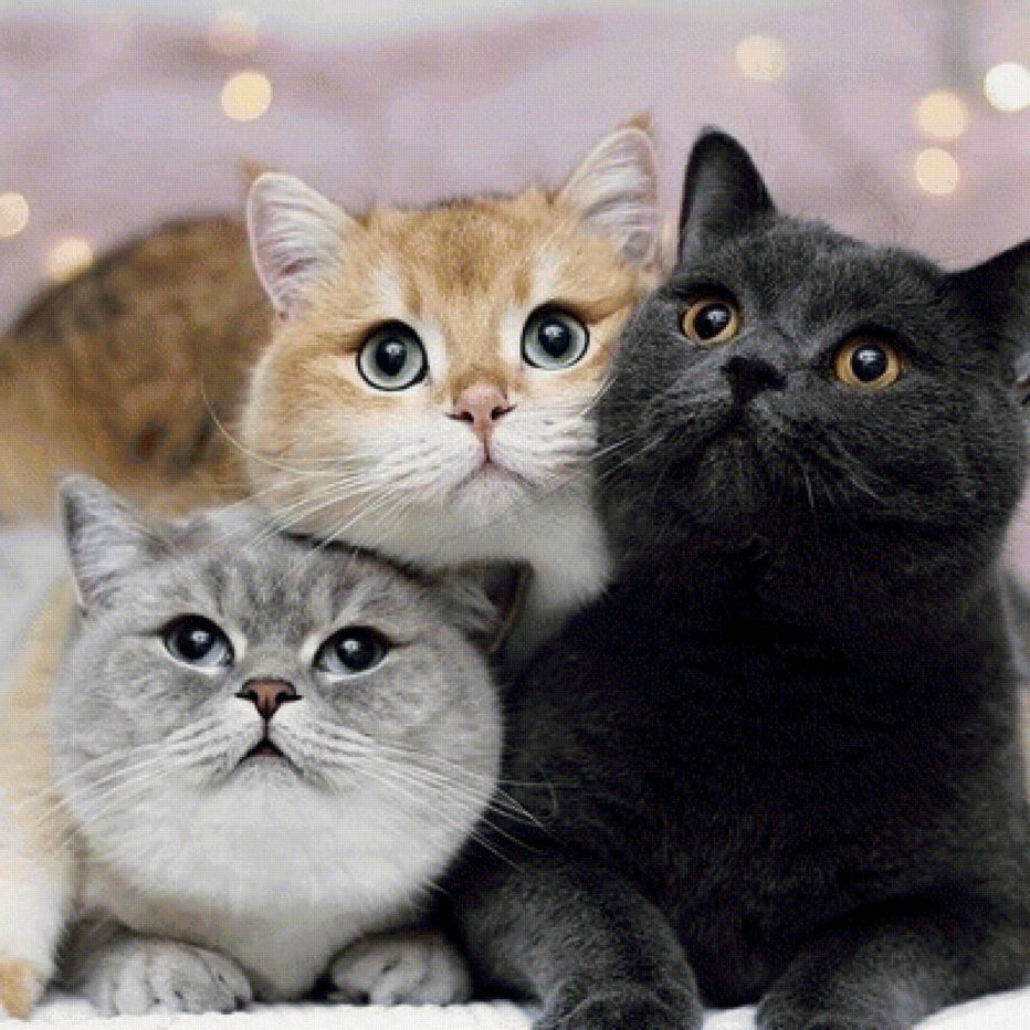 Трое котят