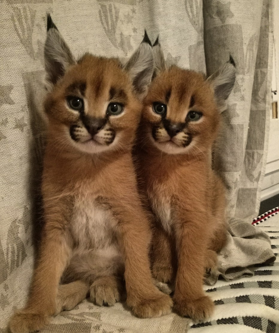 Котята породы каракал