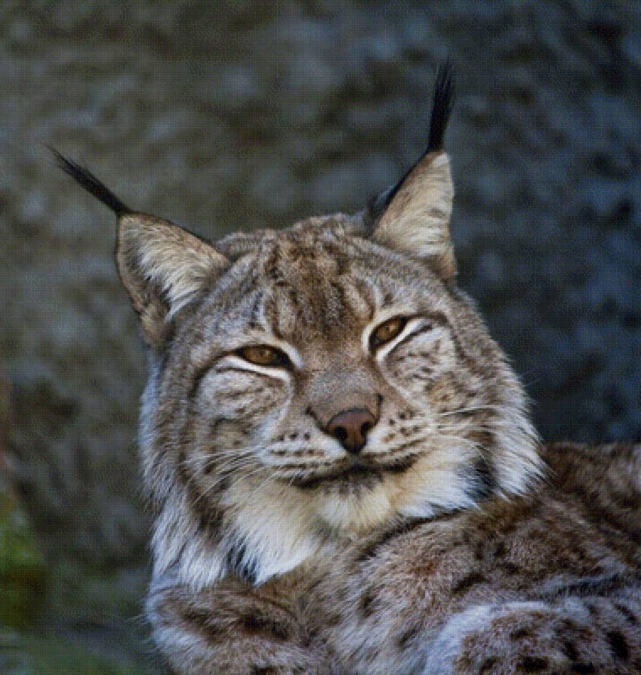 Каракал кошка