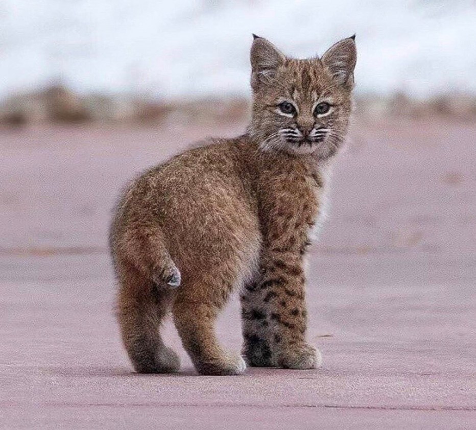 Степная кошка каракал