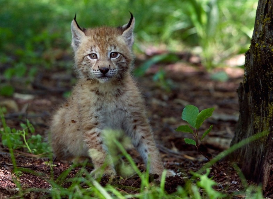 Iberian Lynx