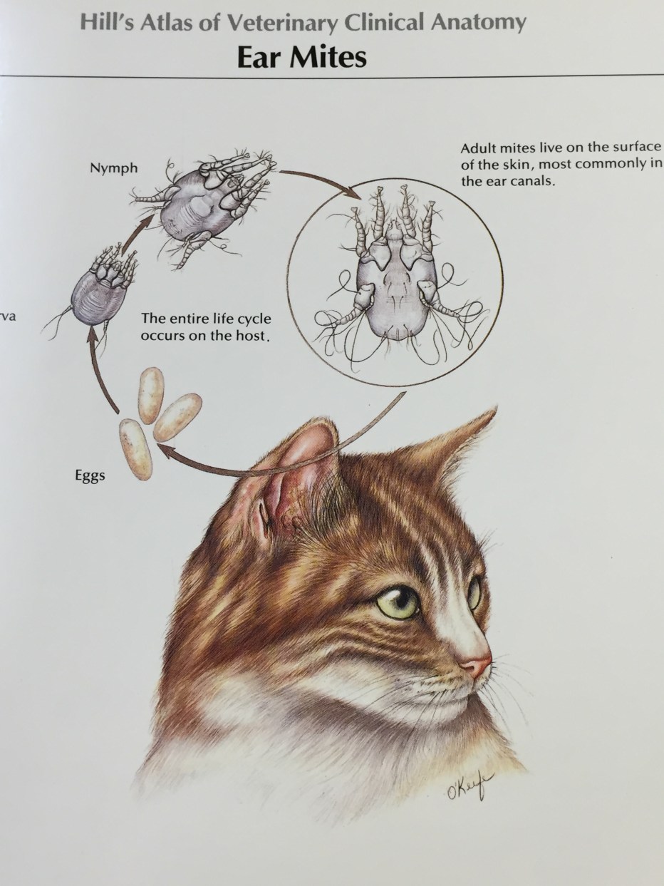 Гигиеническая чистка ушей кошке