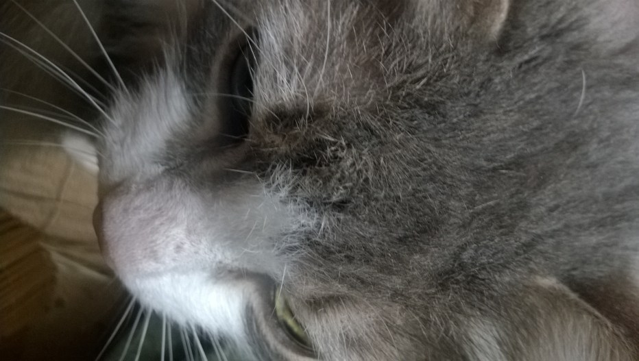 Кошачий чесоточный клещ