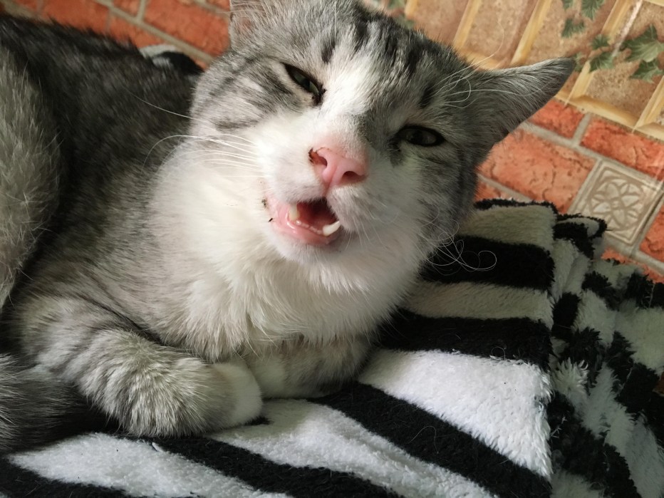 Котик простудился