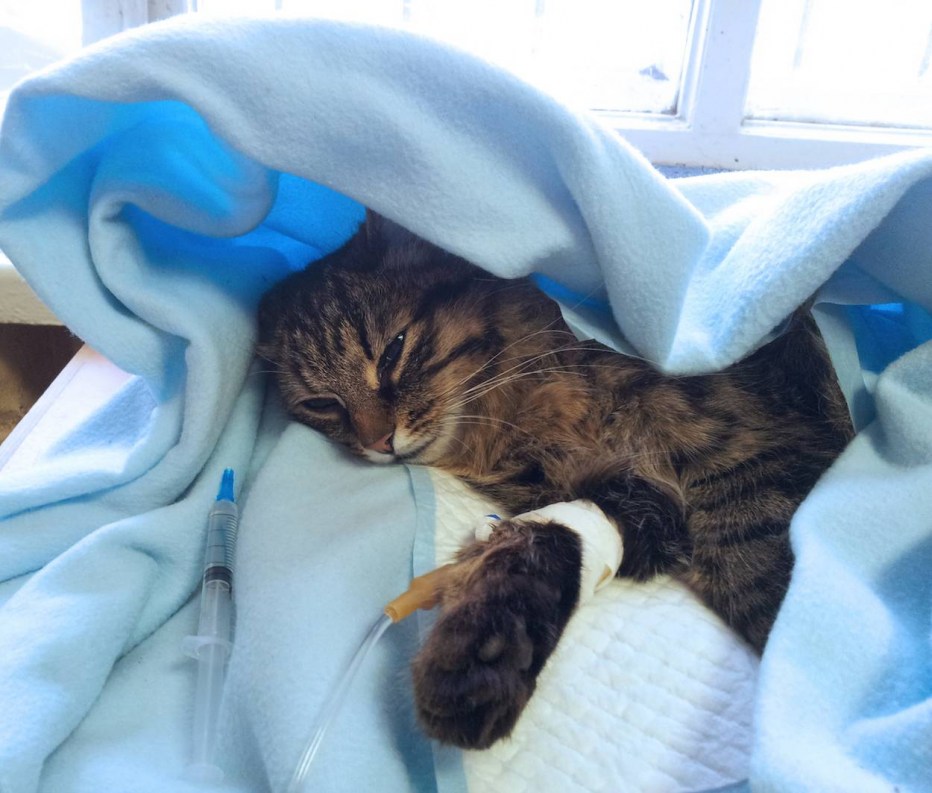 Кошечка заболела