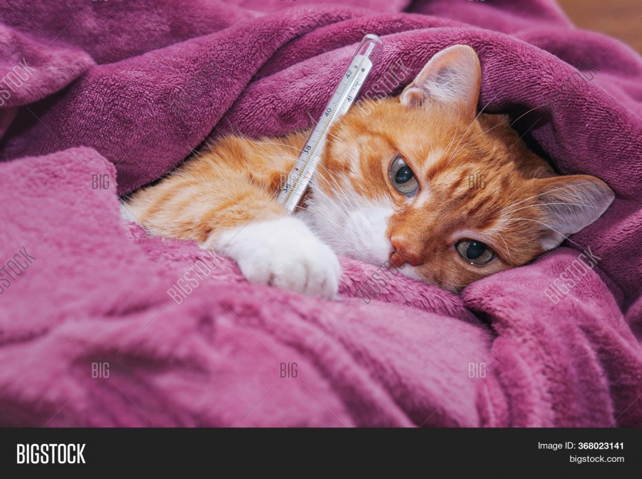 Котенок болеет