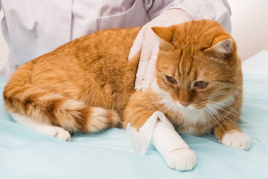 Кот Радеменес