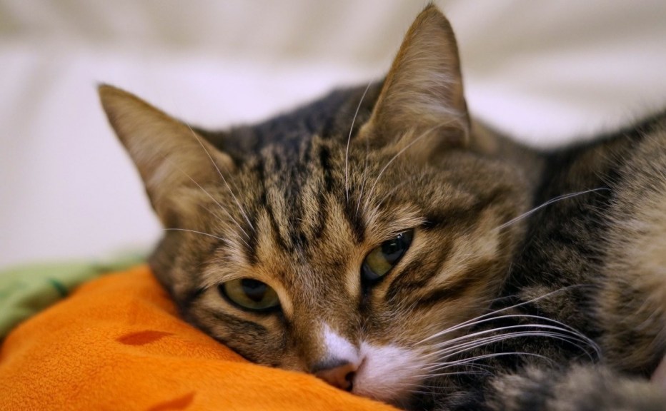 Котенок болеет