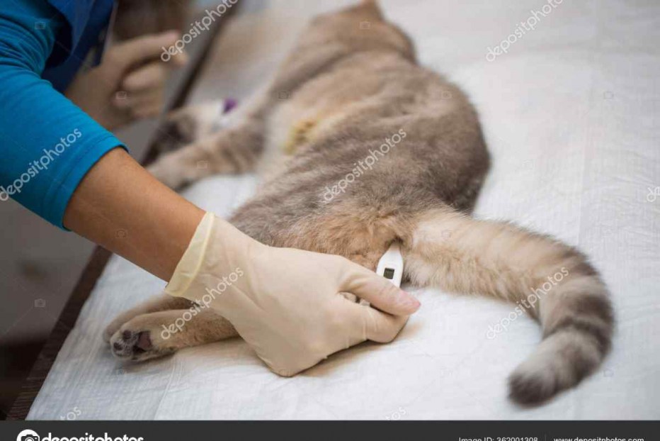 Больной котик