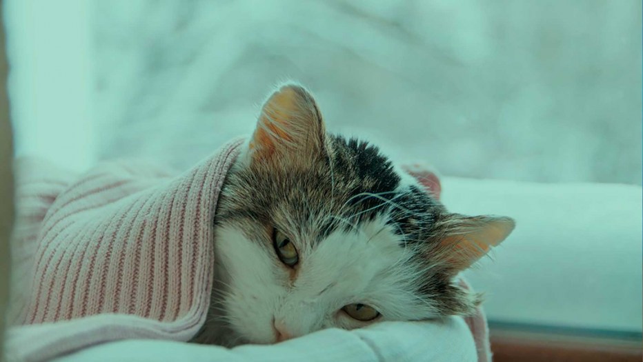 Покрывало с полосатыми кошками Cats