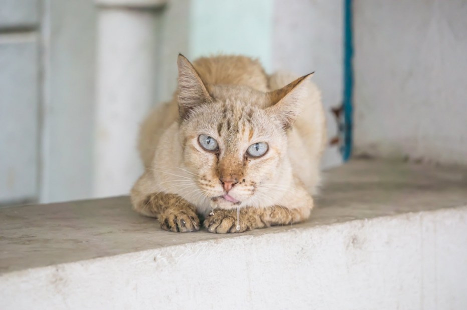 Кот рыгает