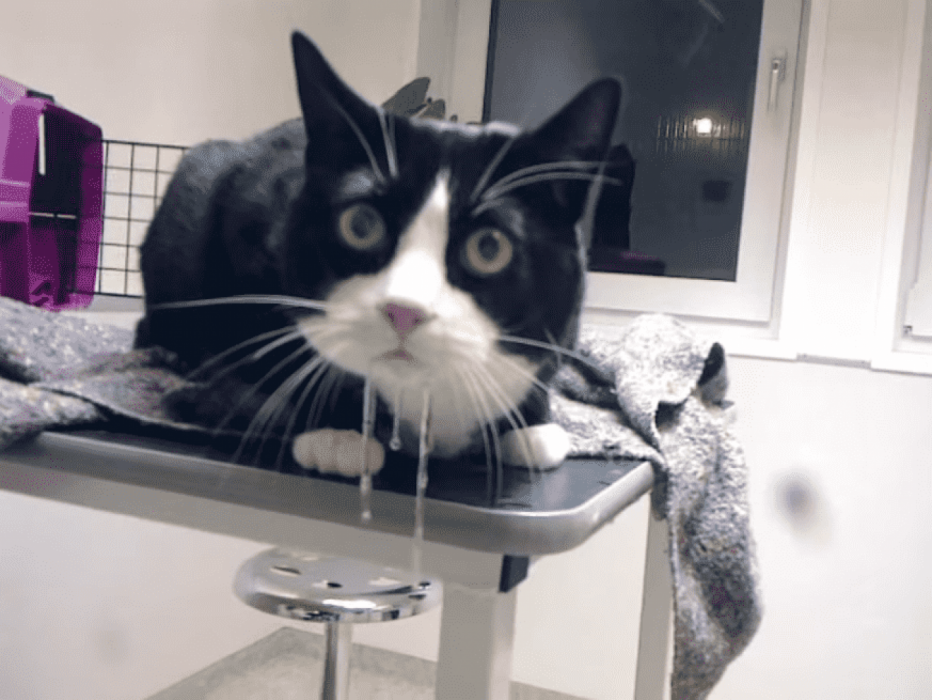 У кота дёргается верхняя челюсть