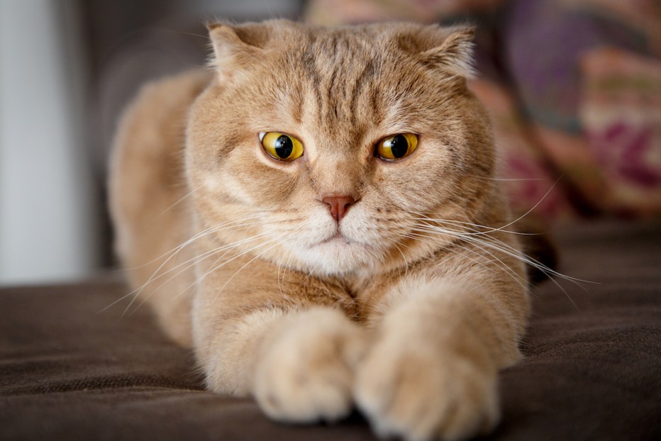Кот облизывается