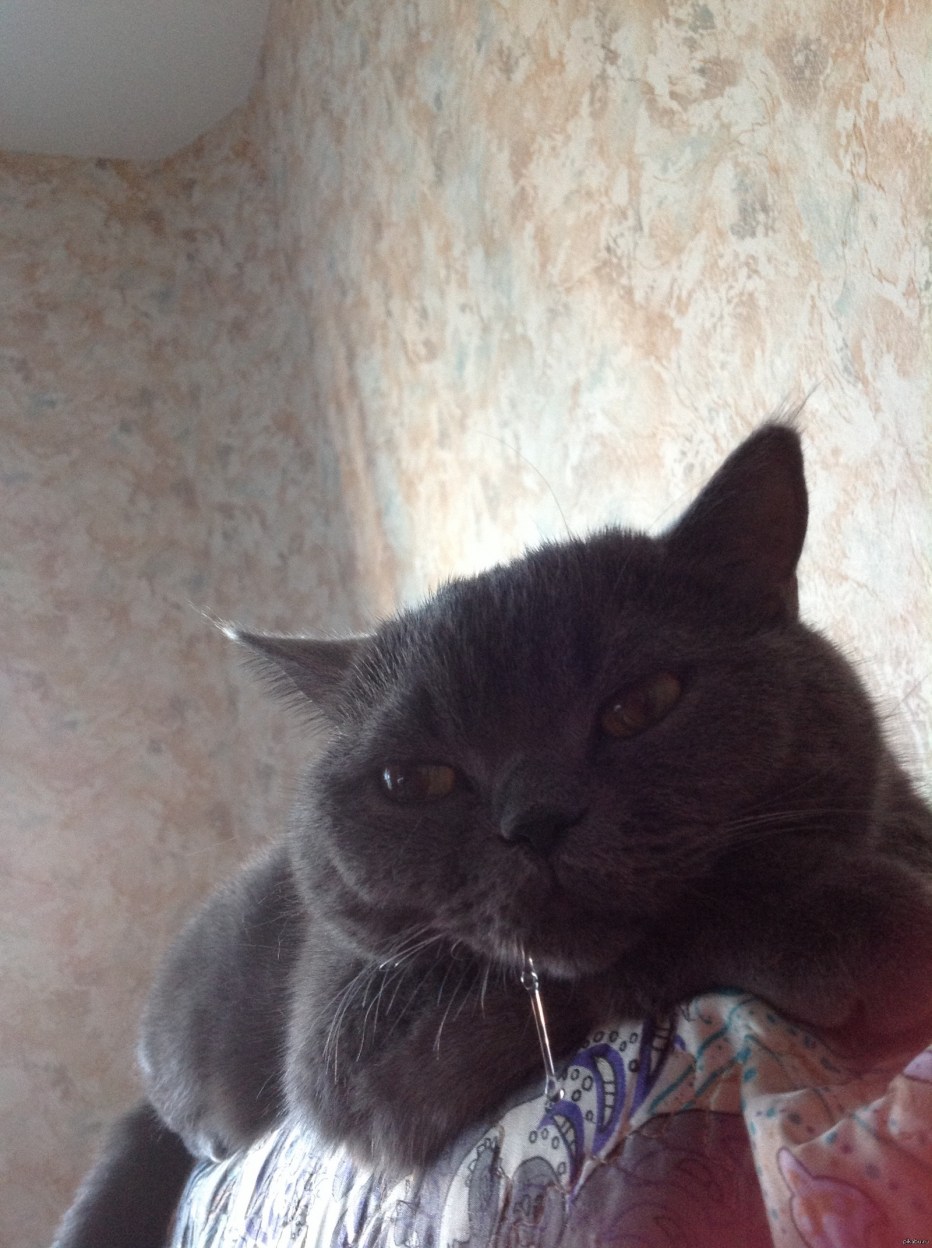 У кота напухла губа нижняя
