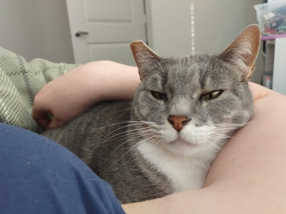 Кошачий нос мимими