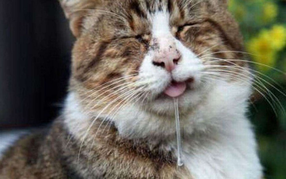 У кота текут слюни причины
