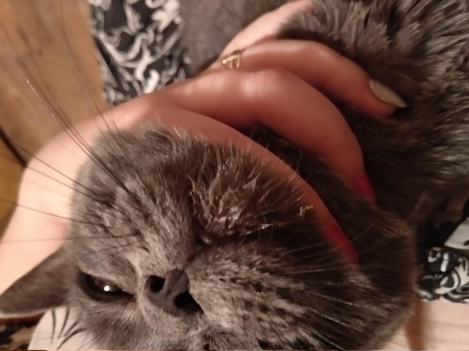 Котики обормотики