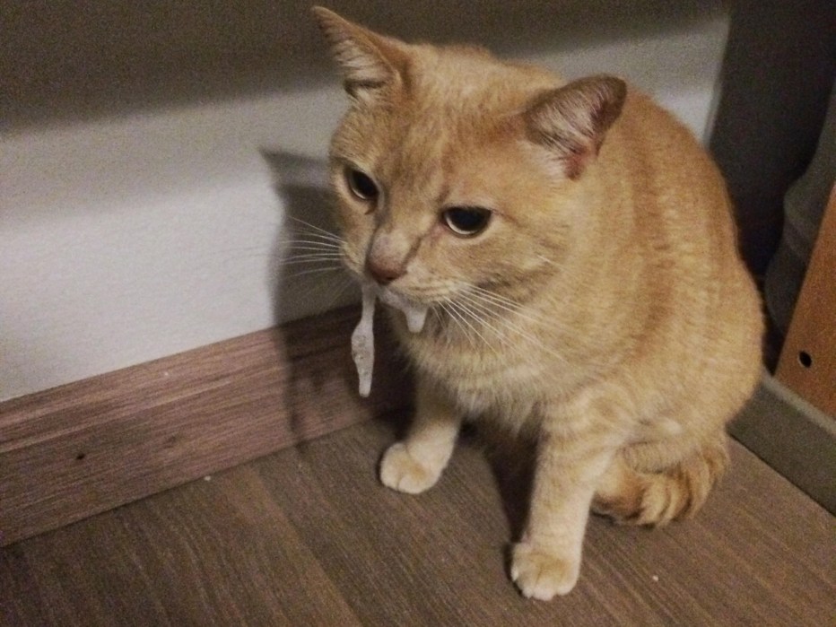 Кошак с вытянутым языком