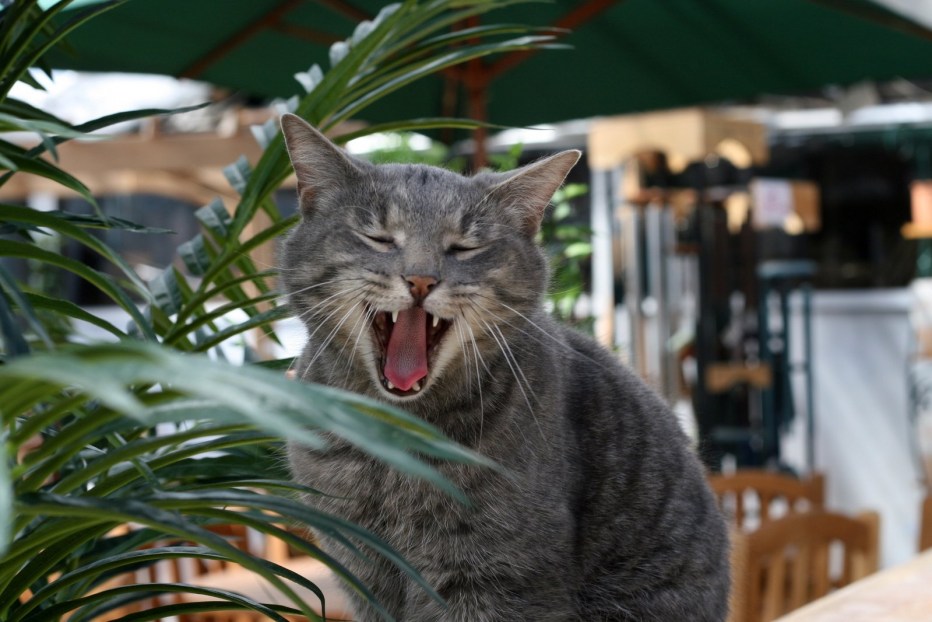 Фото кота течет слюна
