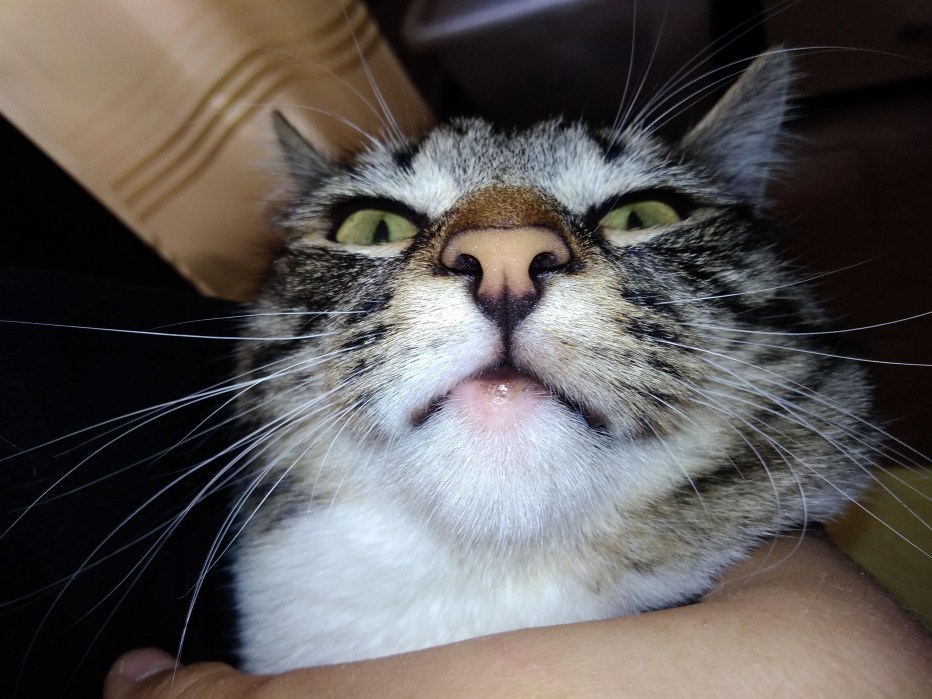 Перелом нижней челюсти у кошки