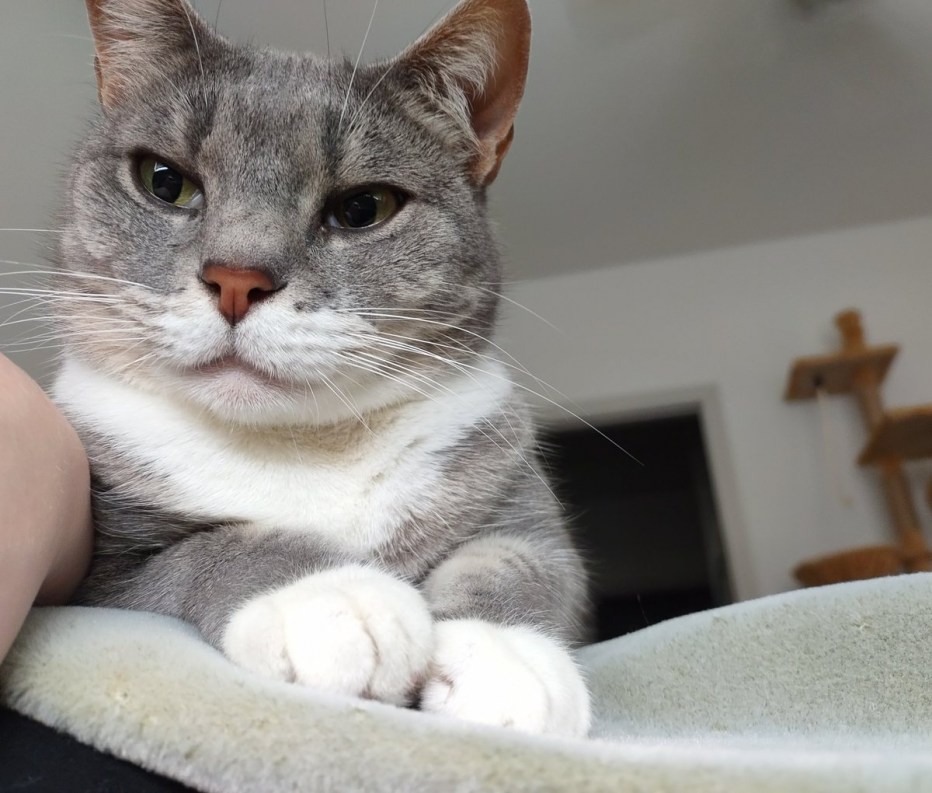 Коты по 13 лет