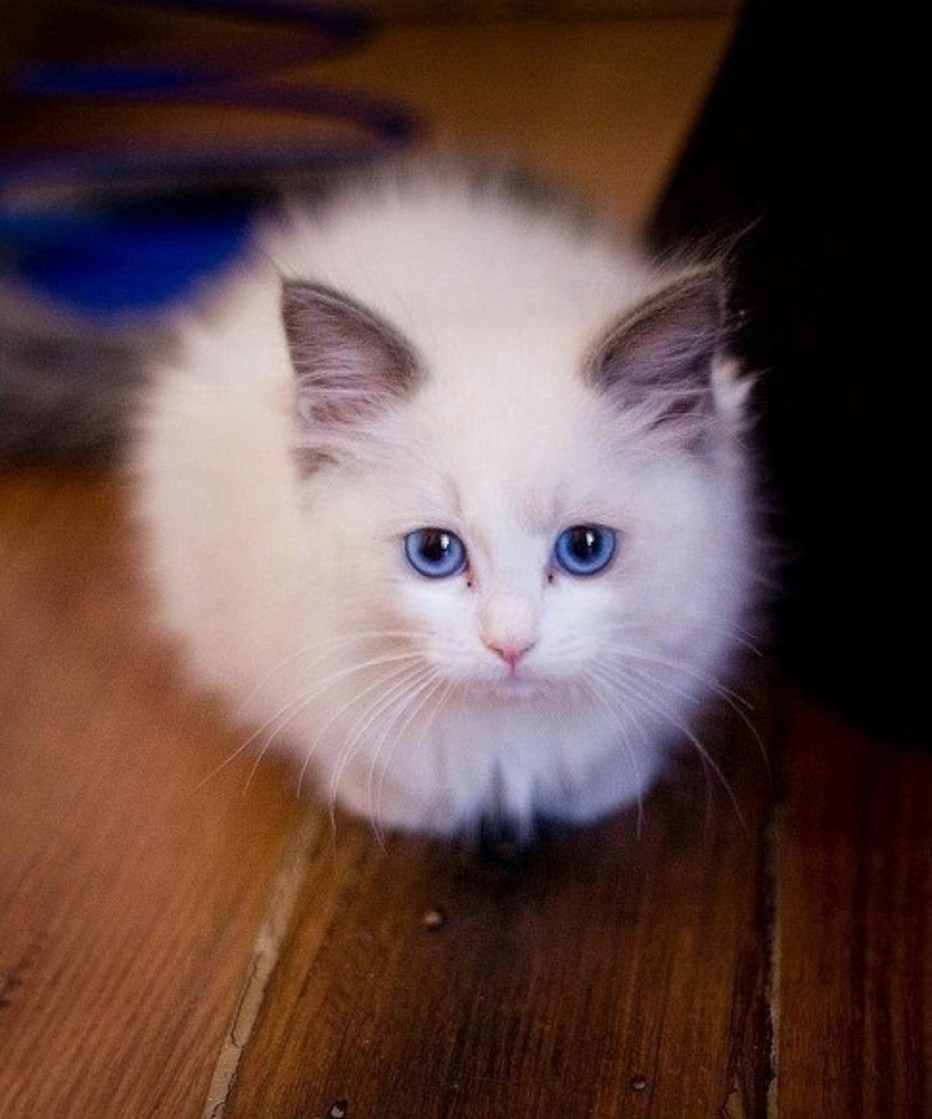 Белая голубоглазая пушистая кошка