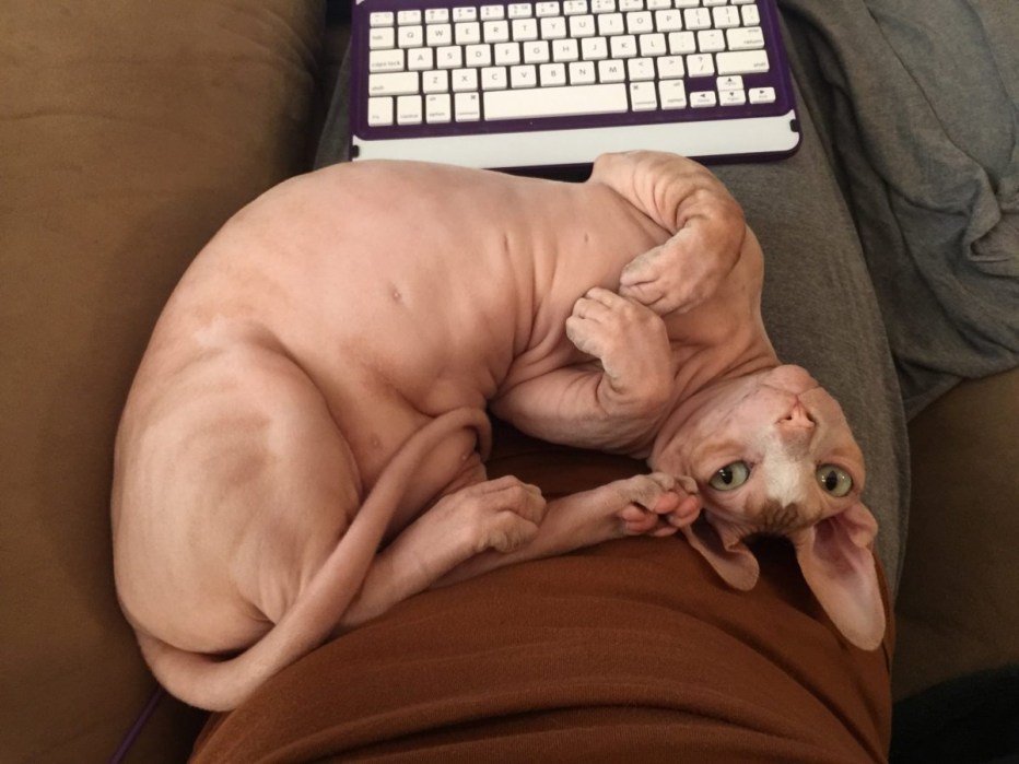 Жирные лысые коты