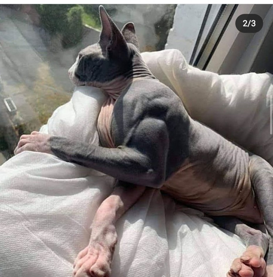 Накаченный кот сфинкс
