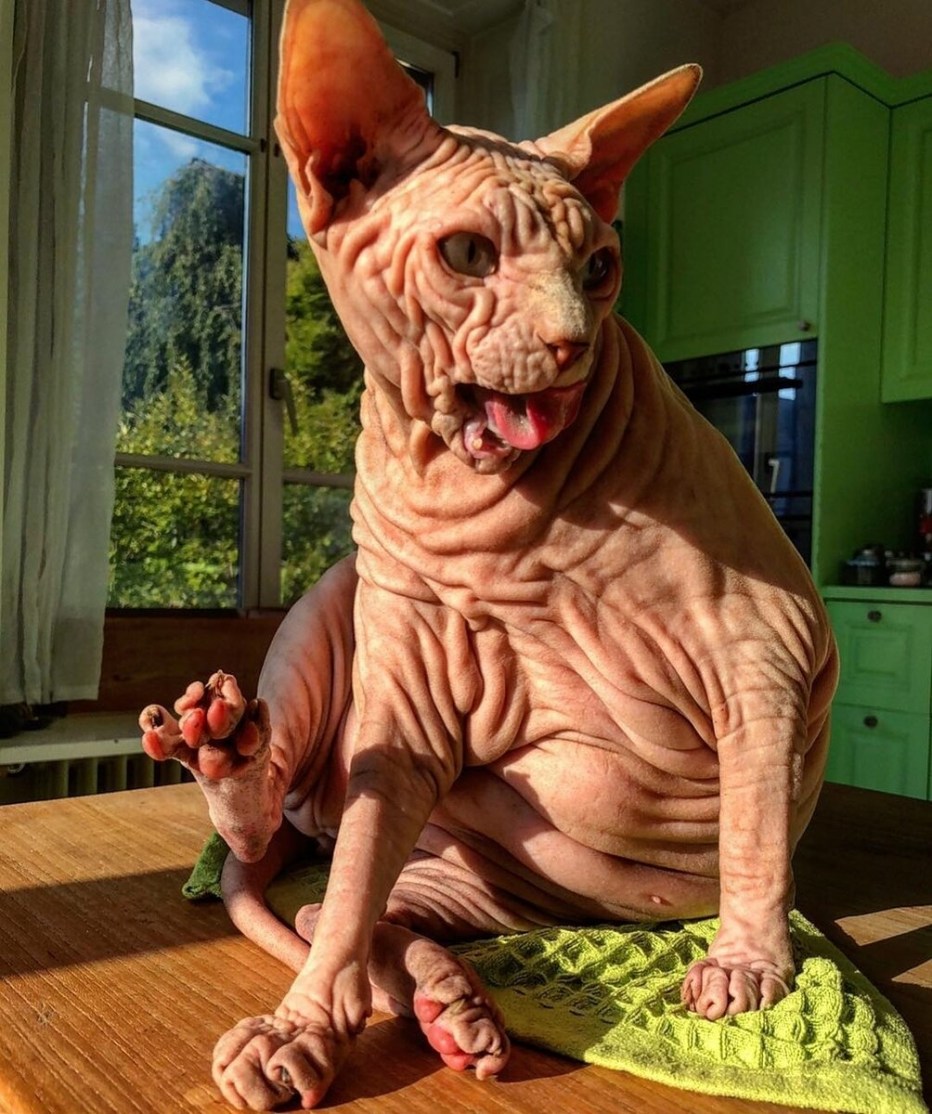 Кот сфинкс морщинистый