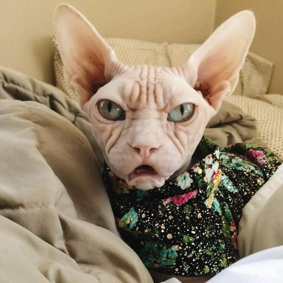 Страшный кот