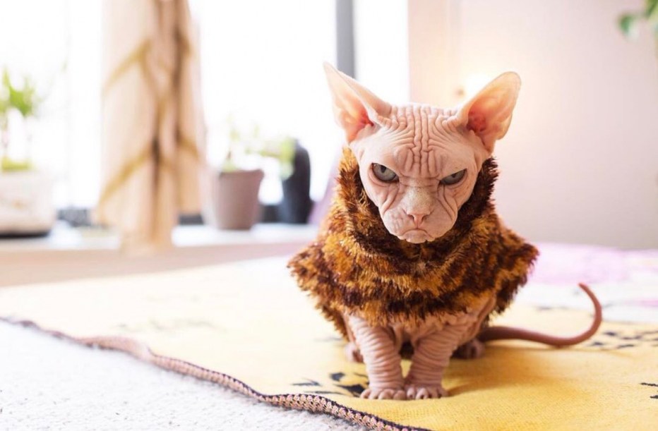 Лисий кот