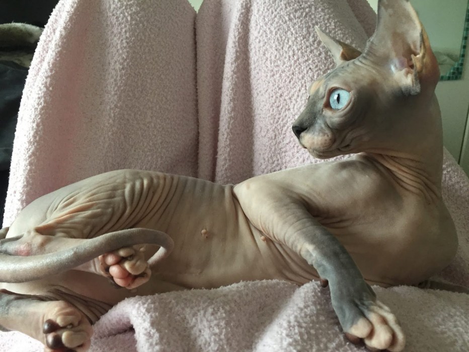 Лысый персидский кот