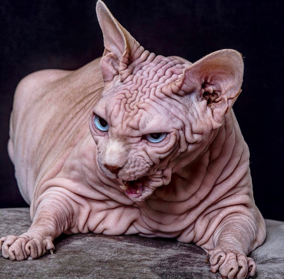 Самый морщинистый кот сфинкс