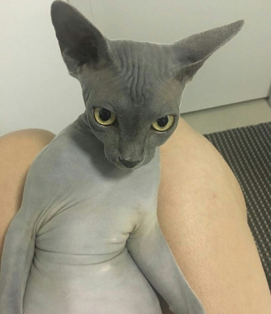 Беременная Египетская кошка