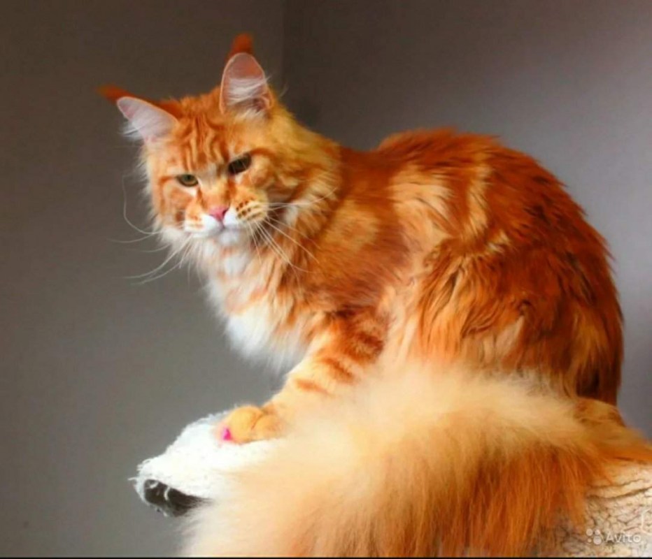 Мейнкун кот