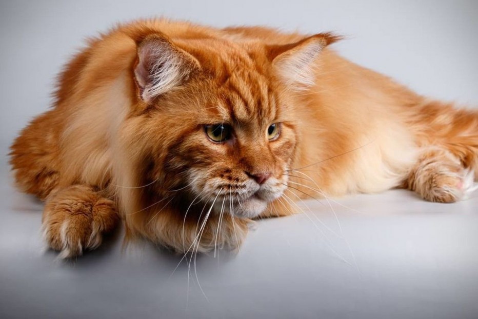Кот Мейн кун