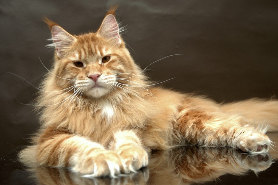 Котята Мейн кун
