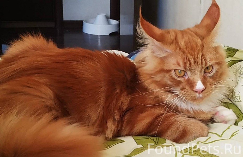 Большой рыжий кот Мейн кун