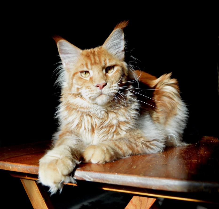Кот Мейн кун