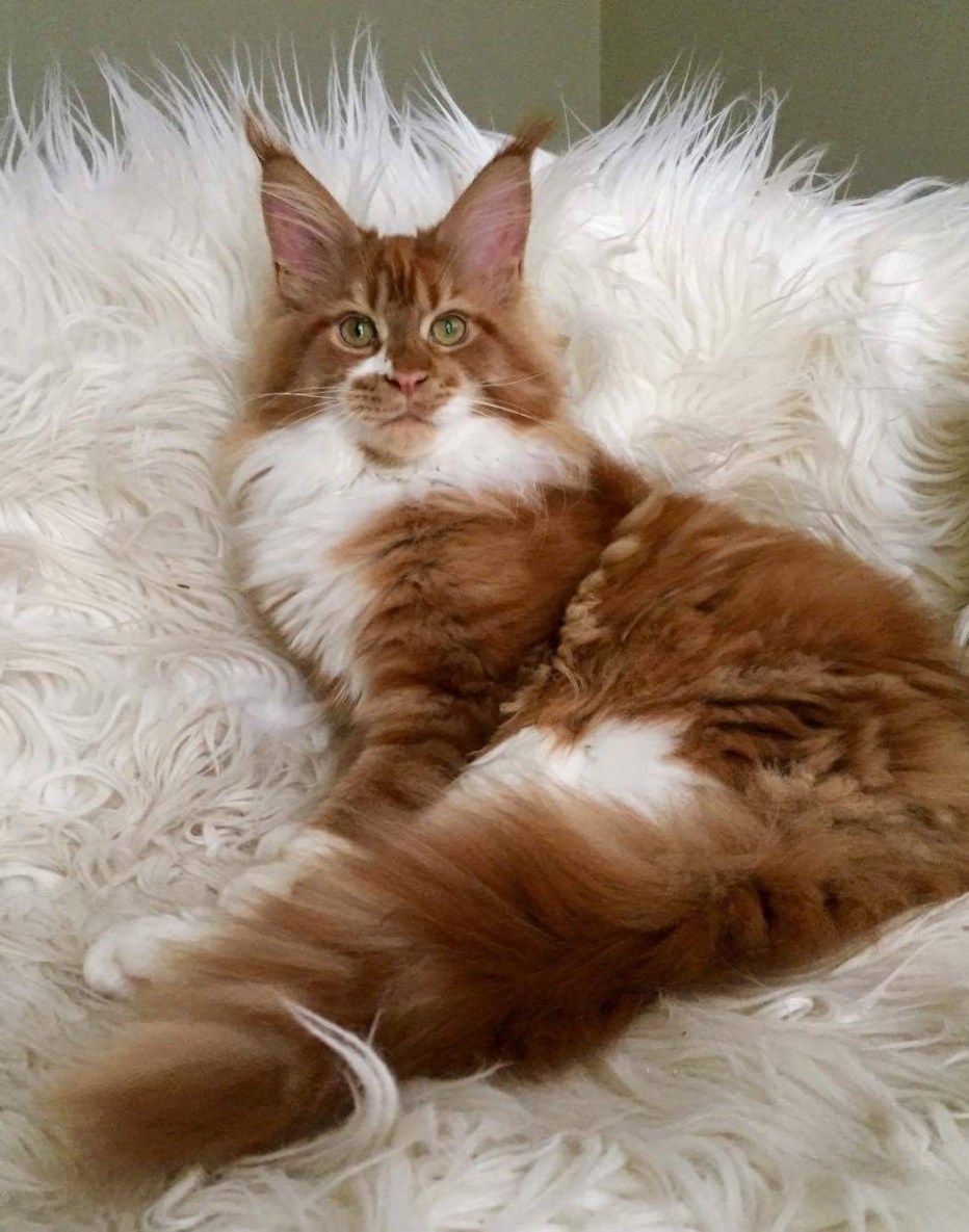 Кошка Мейн кун с котятами